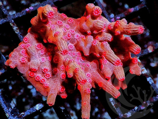 Space Monkey Branching Cyphastrea