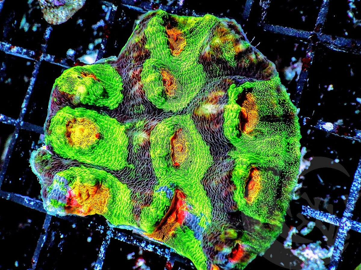PEA Eyes of Isle Chalice
