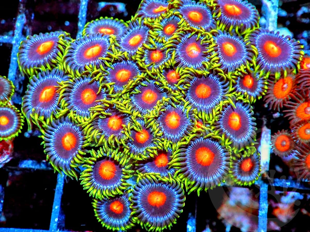 Clownface Zoanthids