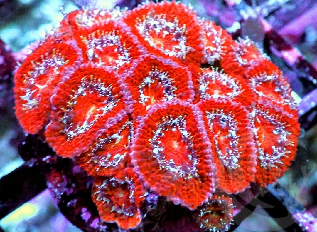 Ultra Acan lordhowensis