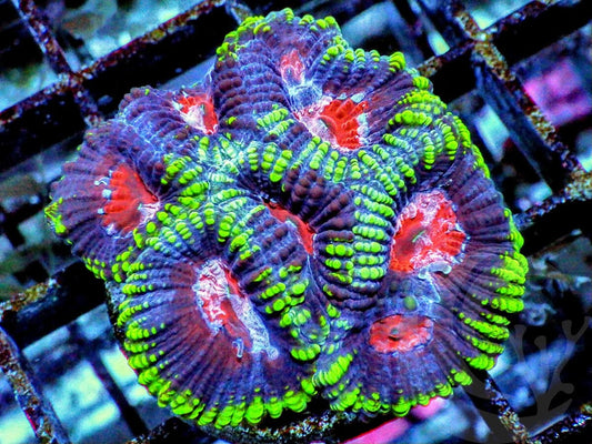 Raspberry Pleiastrea