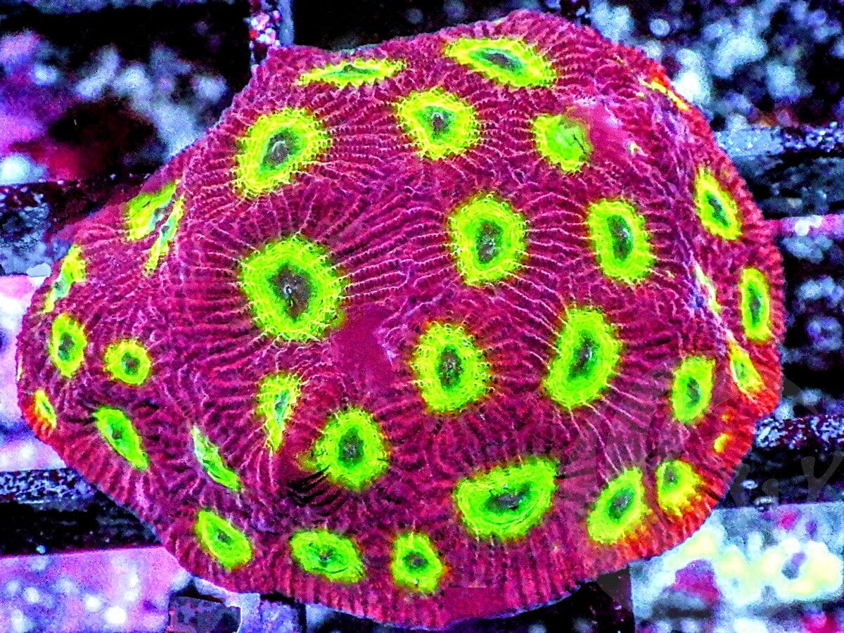 Day Glo Favites