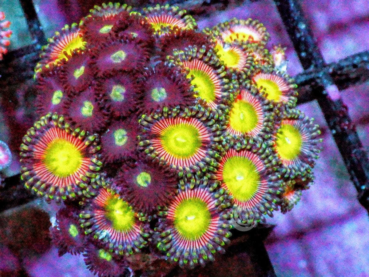 Mixed Candy Apple Zoanthids