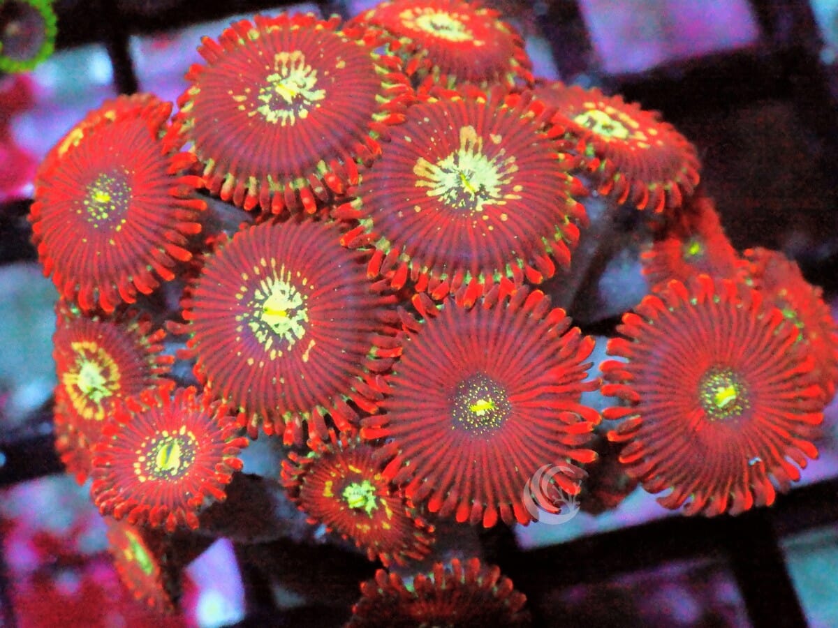 Magician Zoanthids