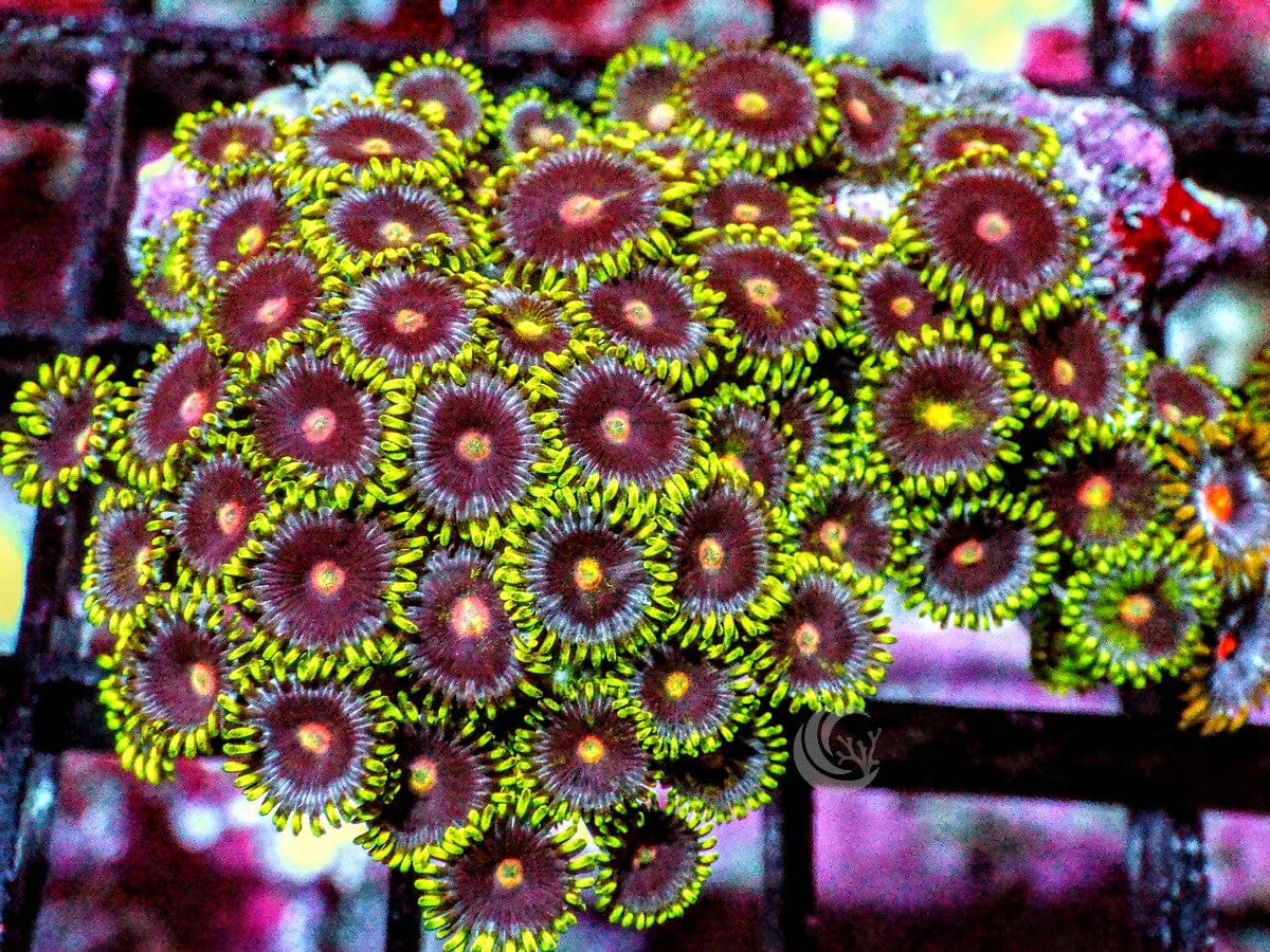 Green Skirt Zoanthids