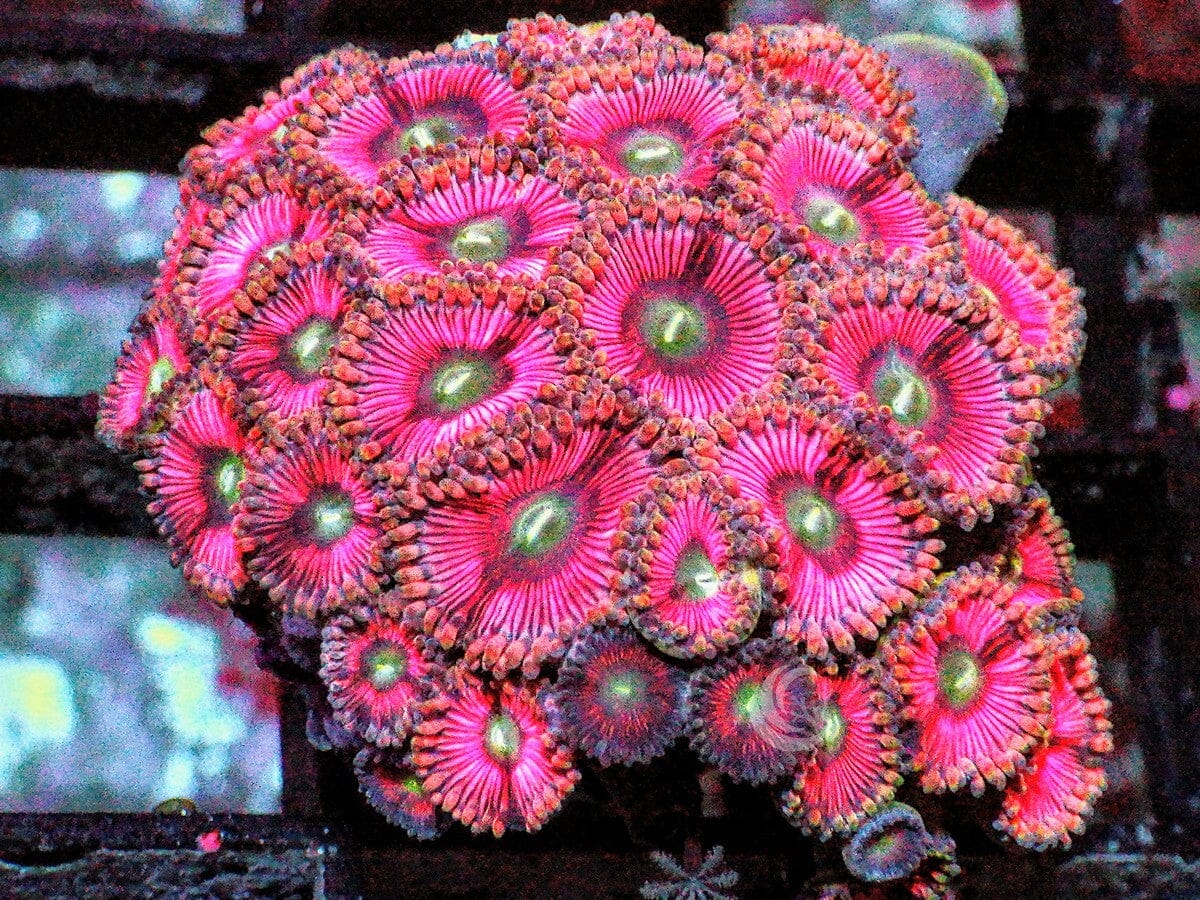 Green Moth Super Pink Zoanthids