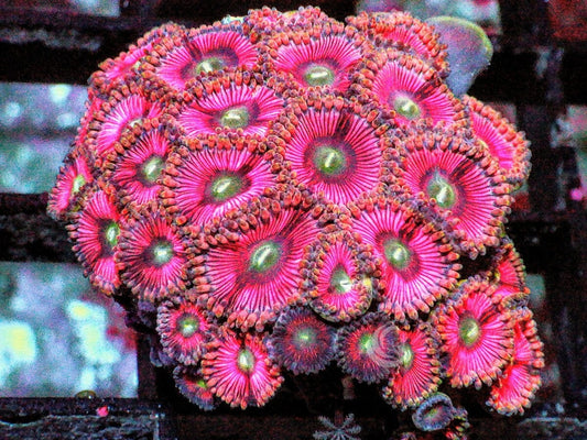 Green Moth Super Pink Zoanthids