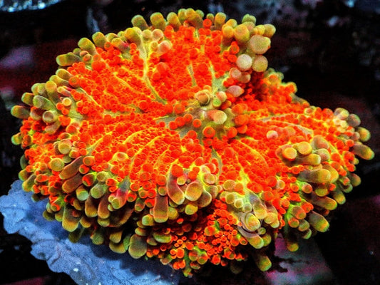 Super Orange Ricordea yuma