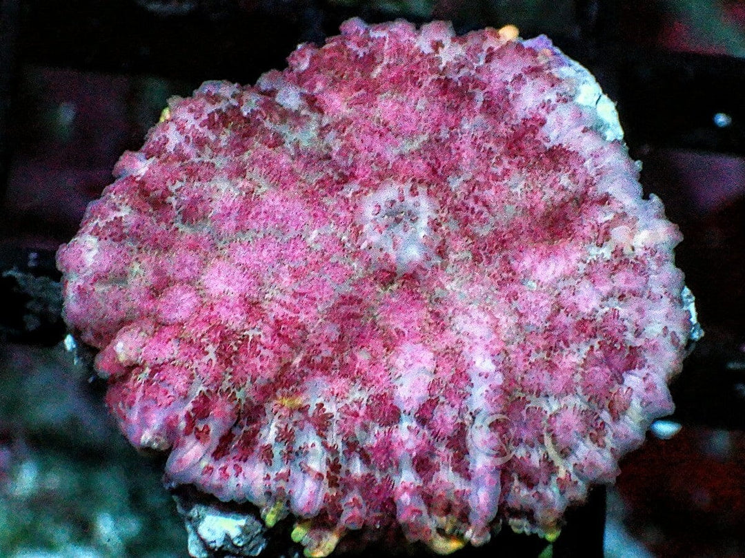 Pink Rhodactis Mushroom