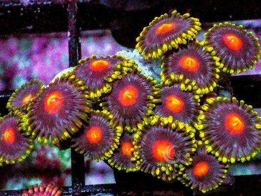Clown Nose Zoanthids
