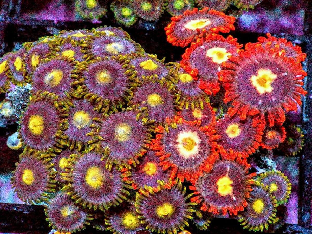 Ultra Combo Zoanthids