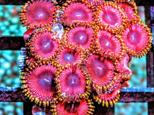 Blonde Barbie Zoanthids