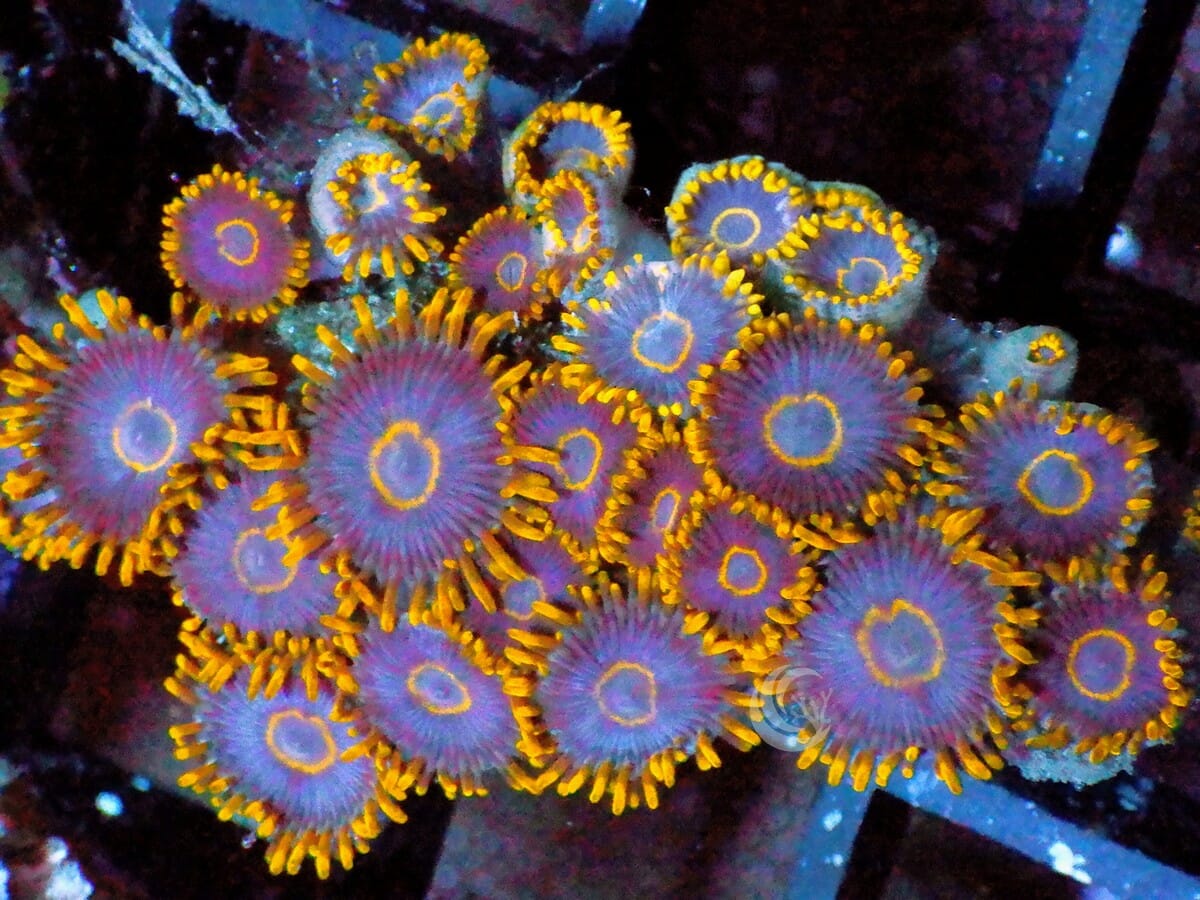 Golden Hornet Zoanthids