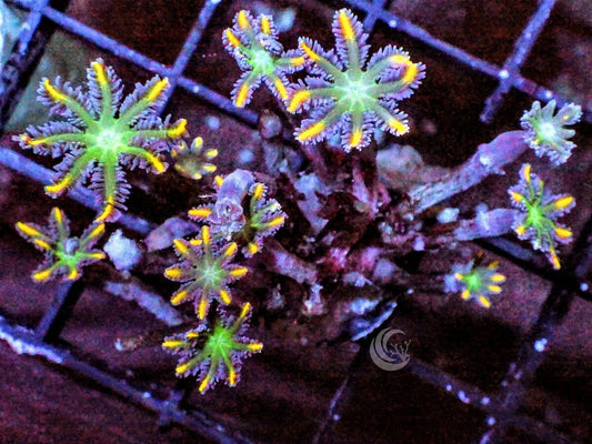 Fireworks Clove Polyps