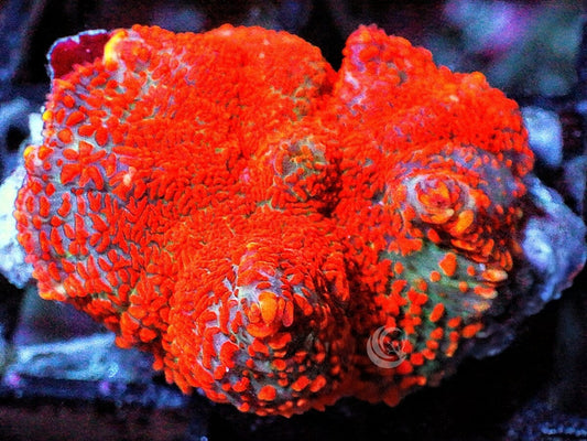 Red-Orange Rhodactis Mushroom