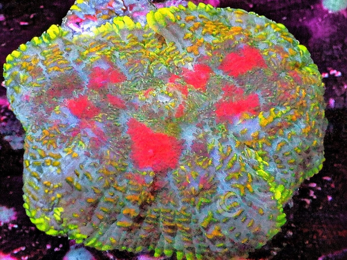 Cherries Jubilee Rhodactis Mushroom