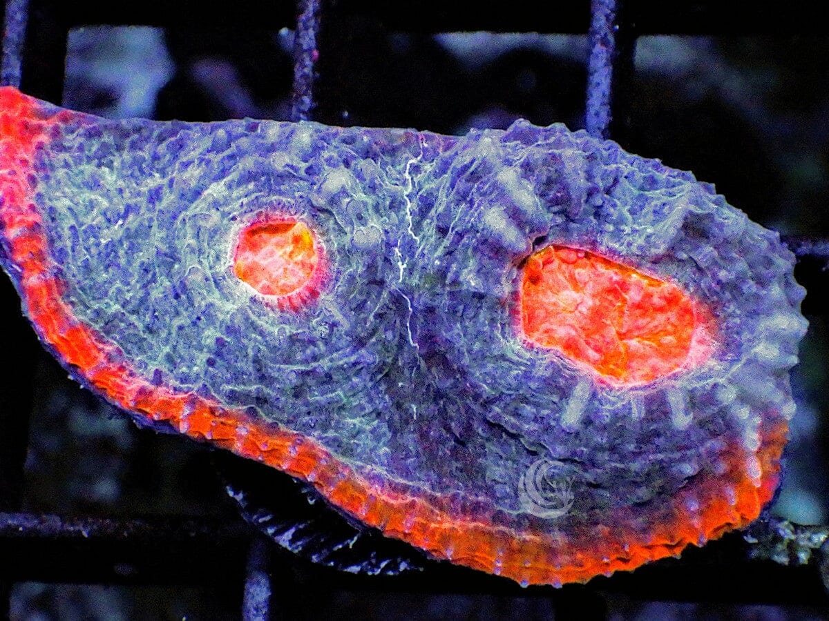 Tasmanian Devil Chalice