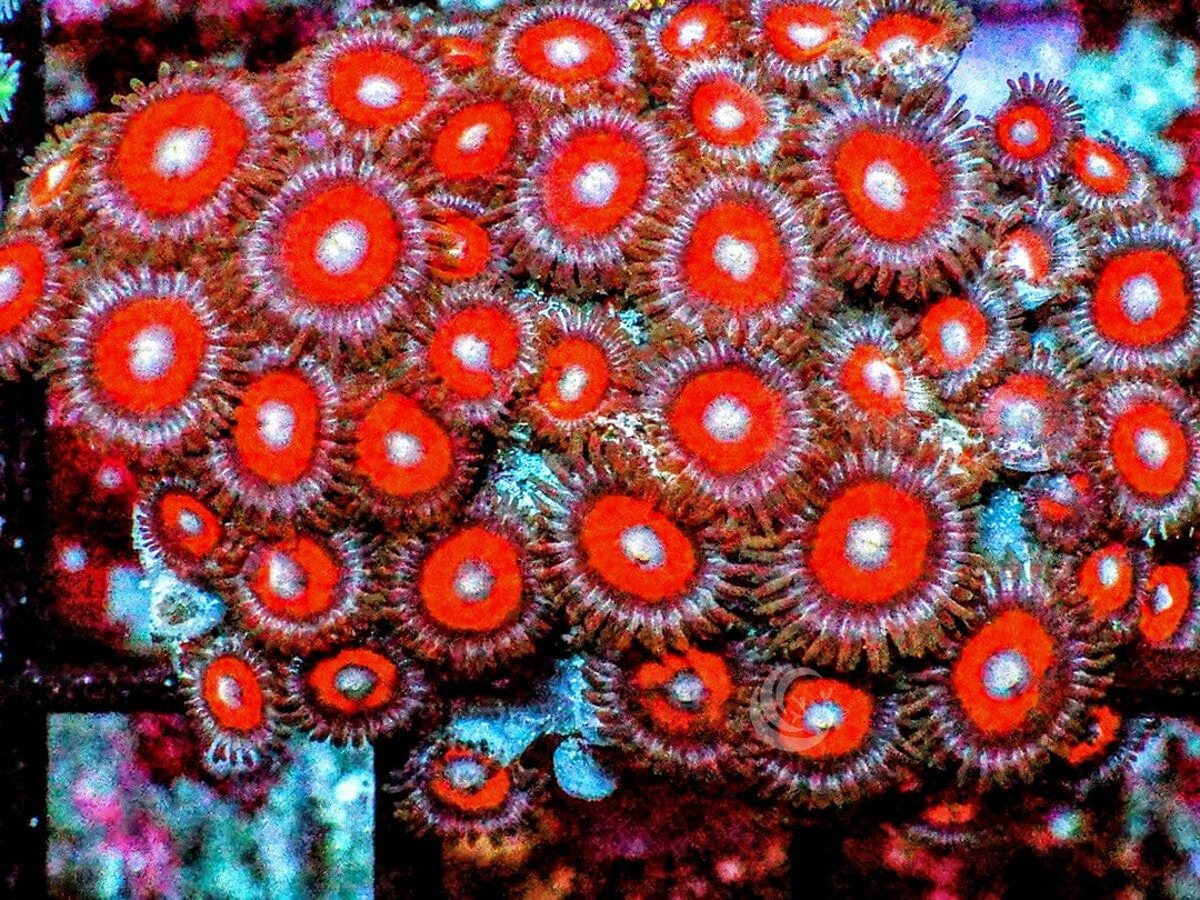 Extra Red Zoanthids