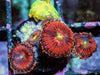Mohican Sun Zoanthids and Rhodactis Mushroom Combo