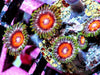 Red Daisy Zoanthids