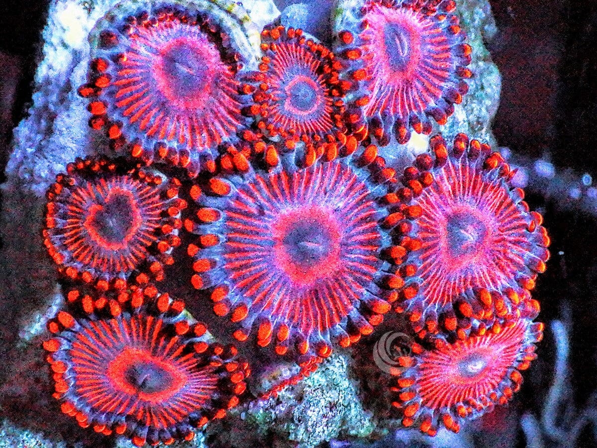Super Red-Pink Zoanthids