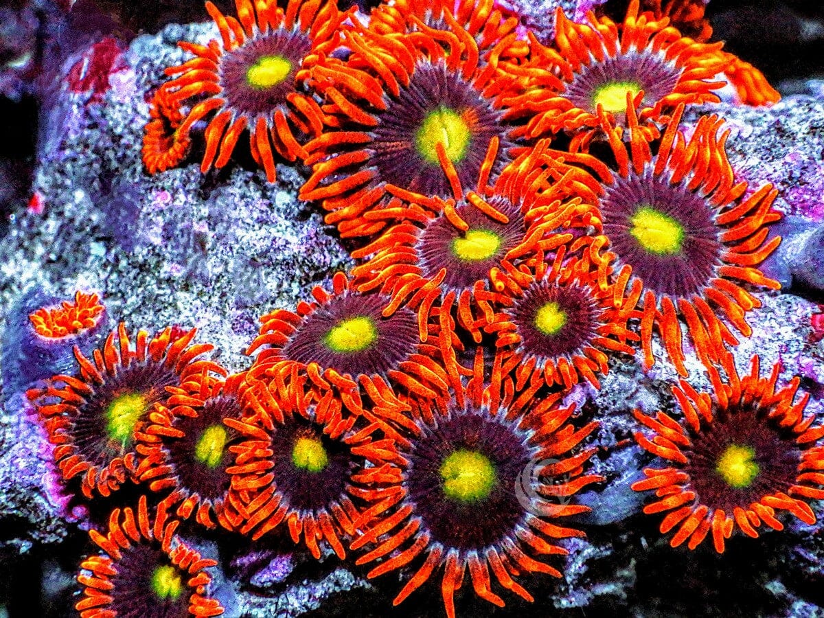 Candy Corn Zoanthids