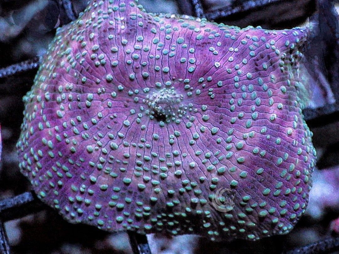 Pink-Purple Discosoma Mushroom