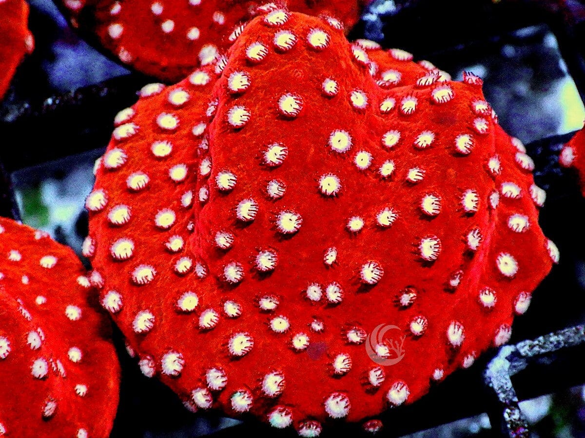 Bright Strawberry Cyphastrea