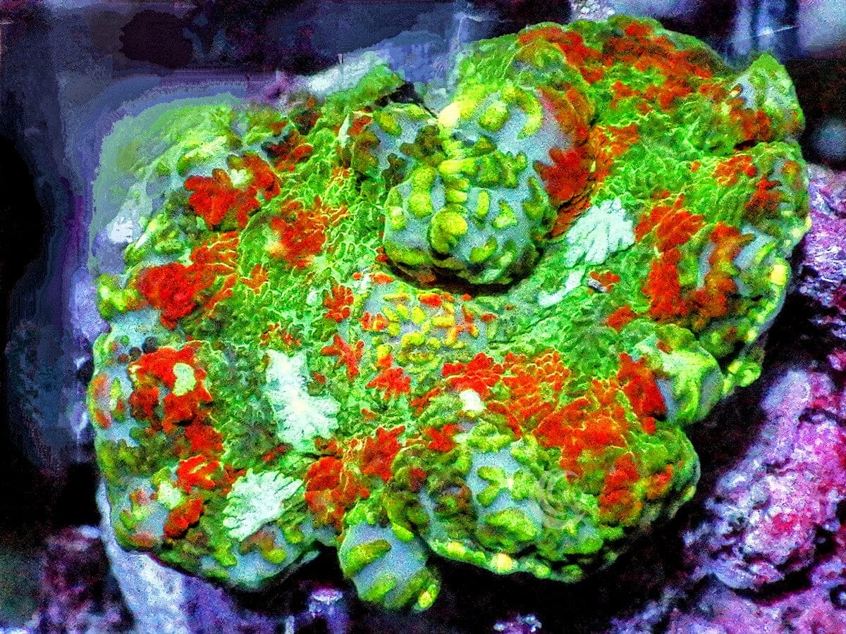 Cherries Jubilee Rhodactis Mushroom