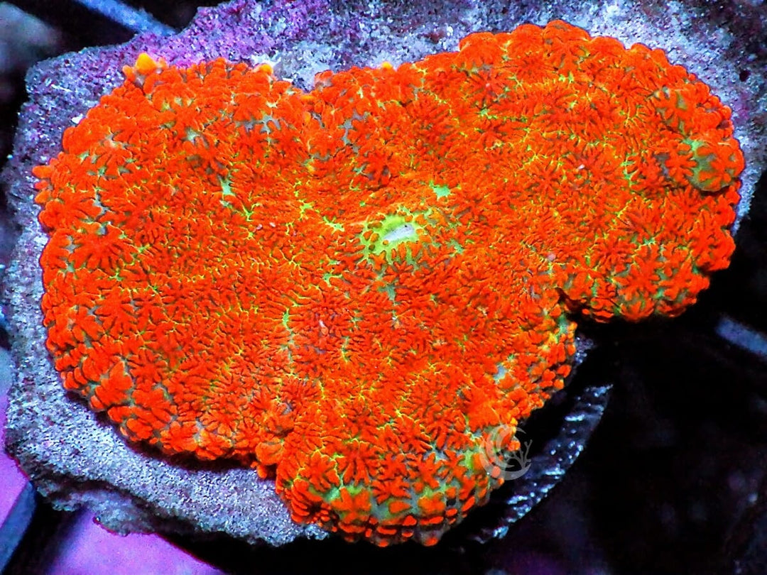 Super Orange Rhodactis Mushroom