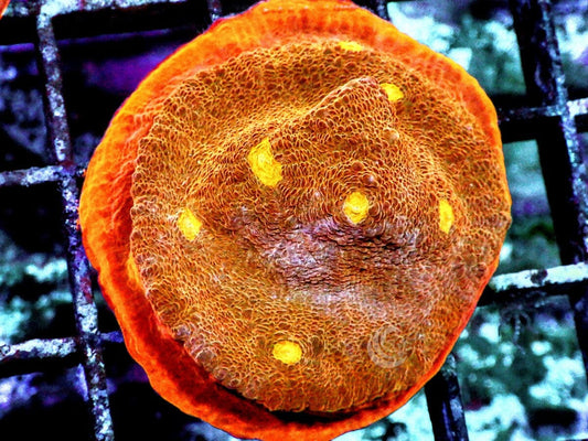 Glowing Orange Chalice