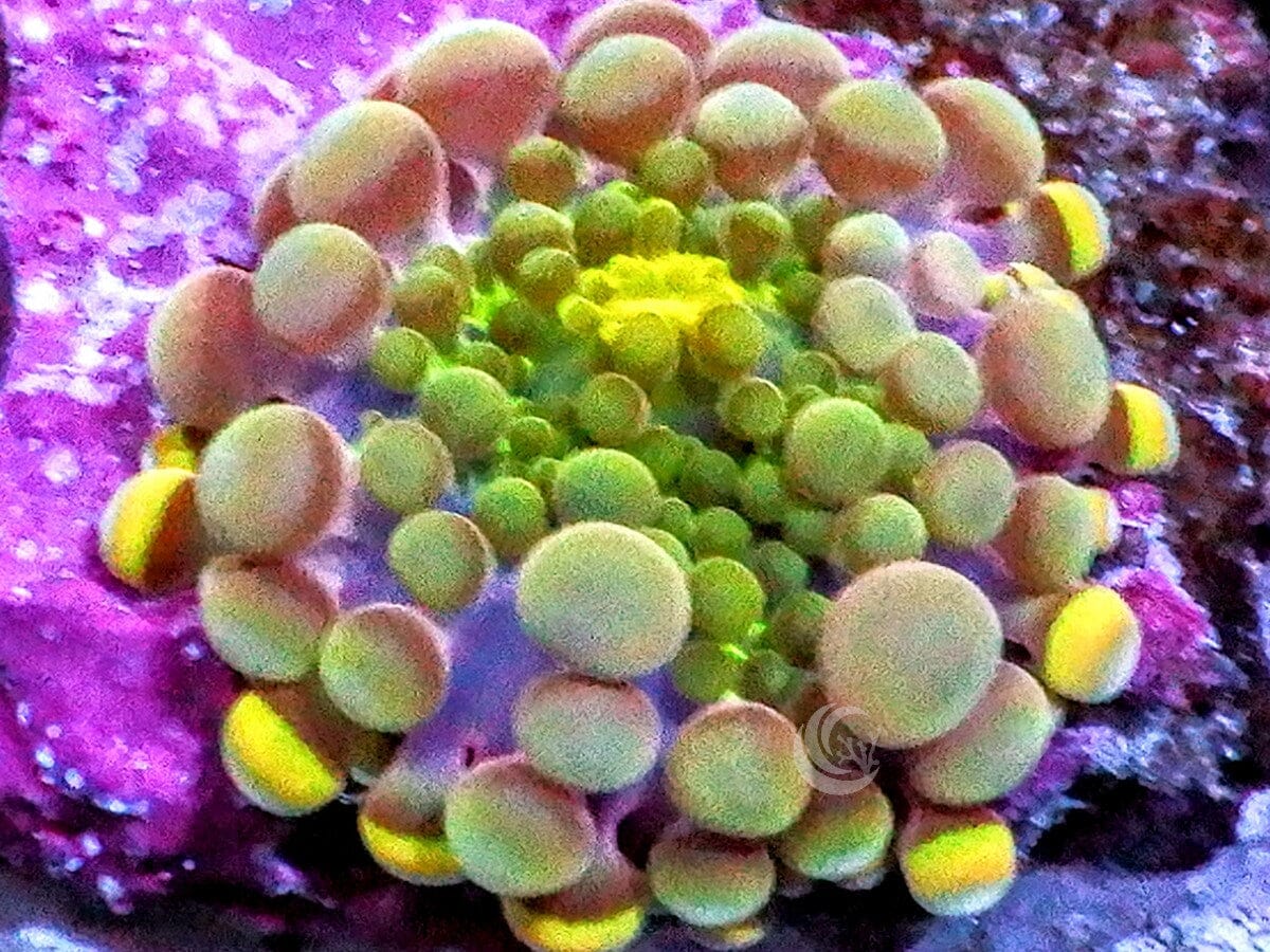 MultiColor Ricordea yuma