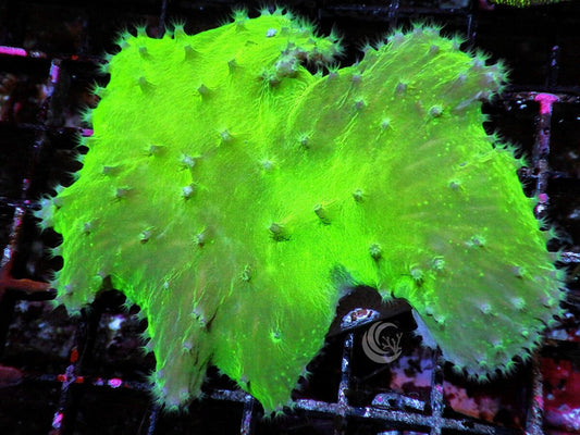 Green Cabbage Leather