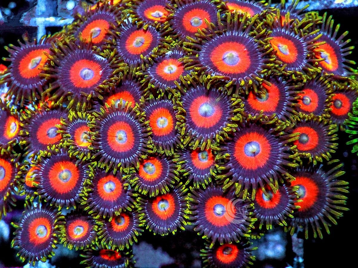 Red Robin Zoanthids
