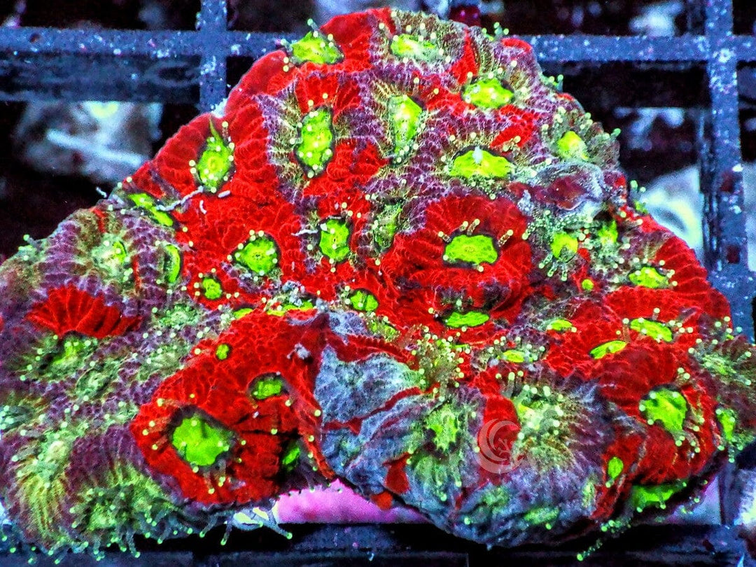 Tricolor War Coral Favites