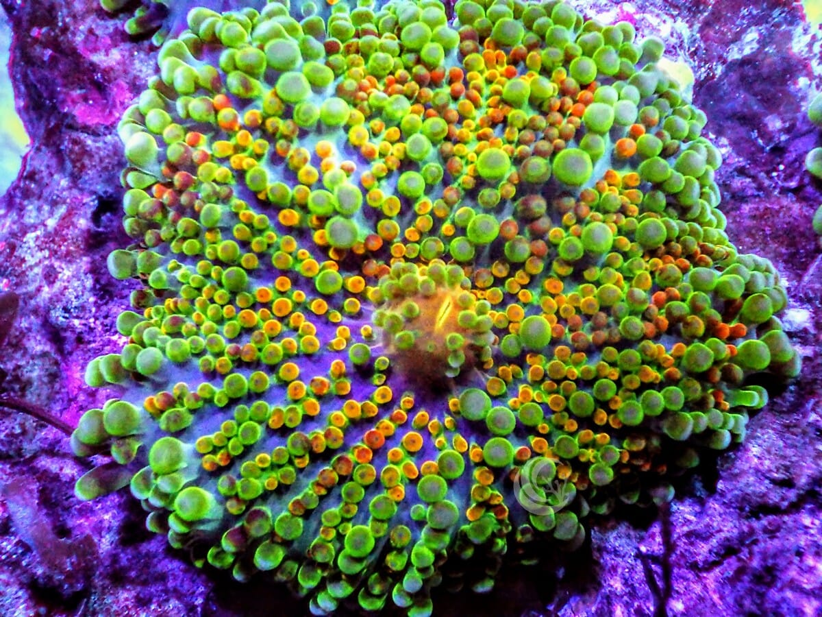 MultiColor Ricordea yuma