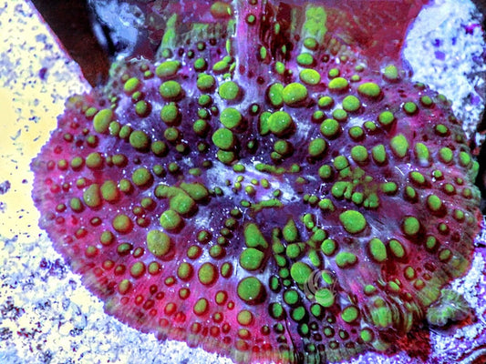 Lava Lamp Mushroom