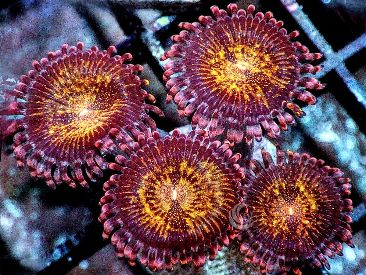 Outer Galaxy Zoanthids