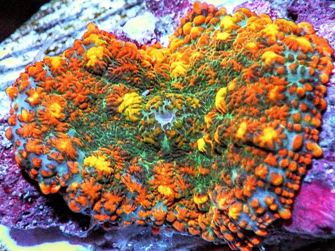 Bumpy Orange Patchwork Rhodactis Mushroom