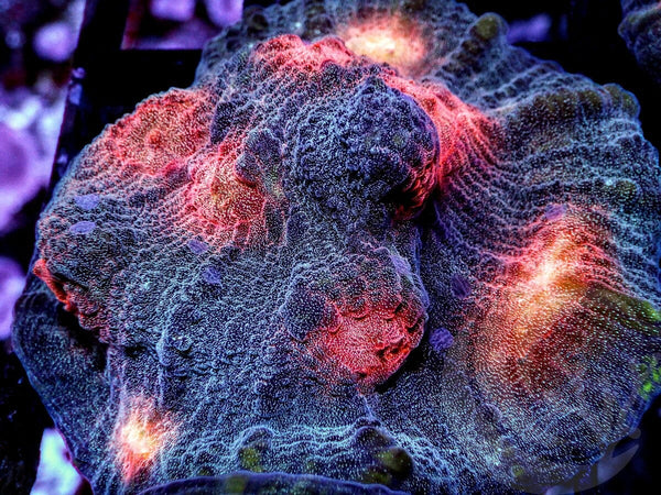 Ruby Raja Chalice - Pacific East Aquaculture