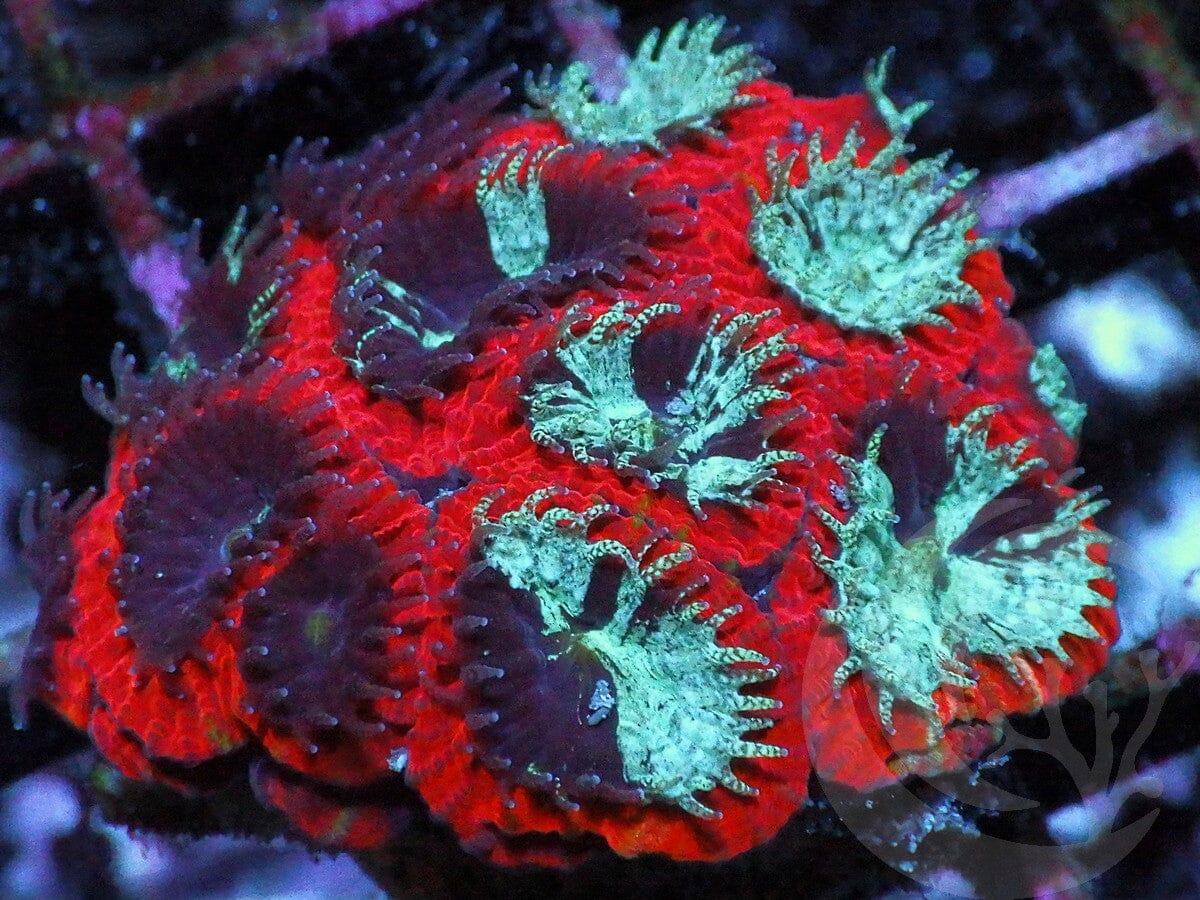 Emoji Scream Micromussa