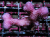 Hot Pink Stylophora