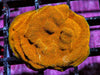 Pumpkin Pie Psammacora