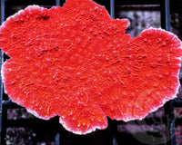 Blood Pool Plating Montipora