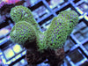 Green Polyp Stylophora