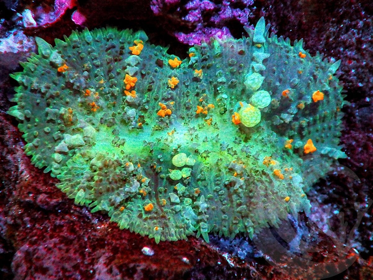 Magic Carpet Bounce Mushroom