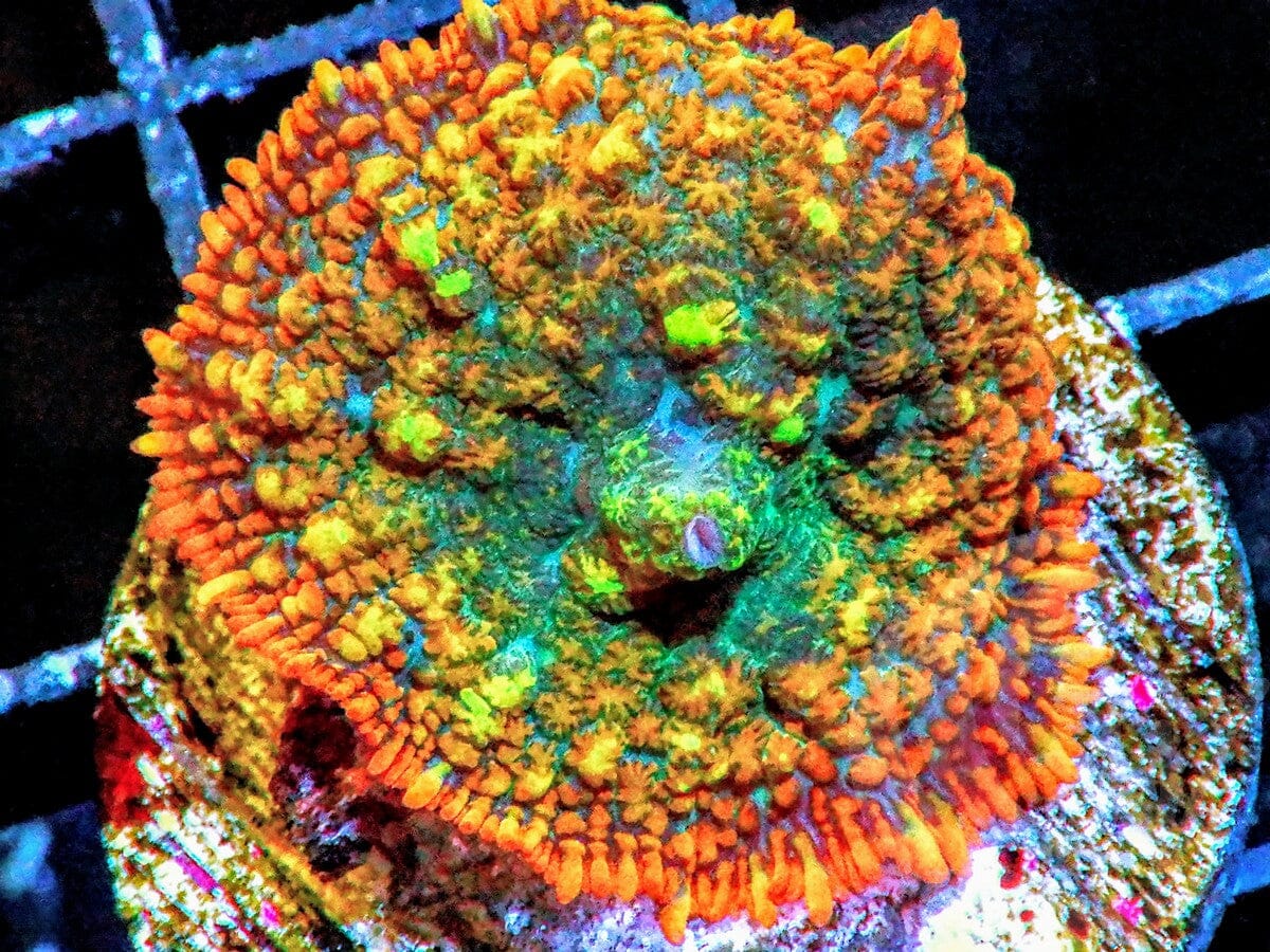 Rainbow Rhodactis Mushroom