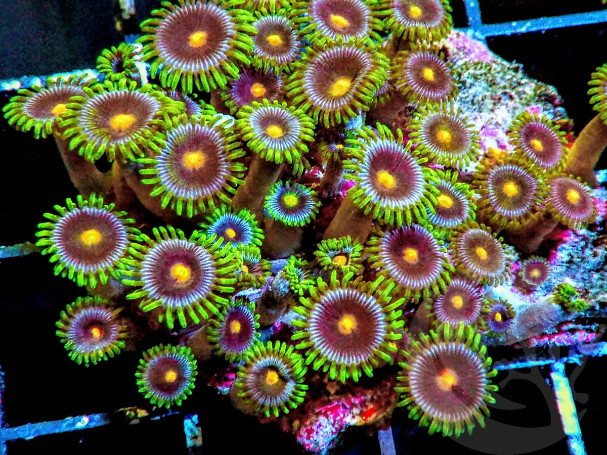Eggplant Zoanthids