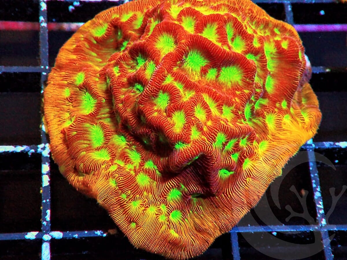 Neon Jack O Lantern Leptoseris