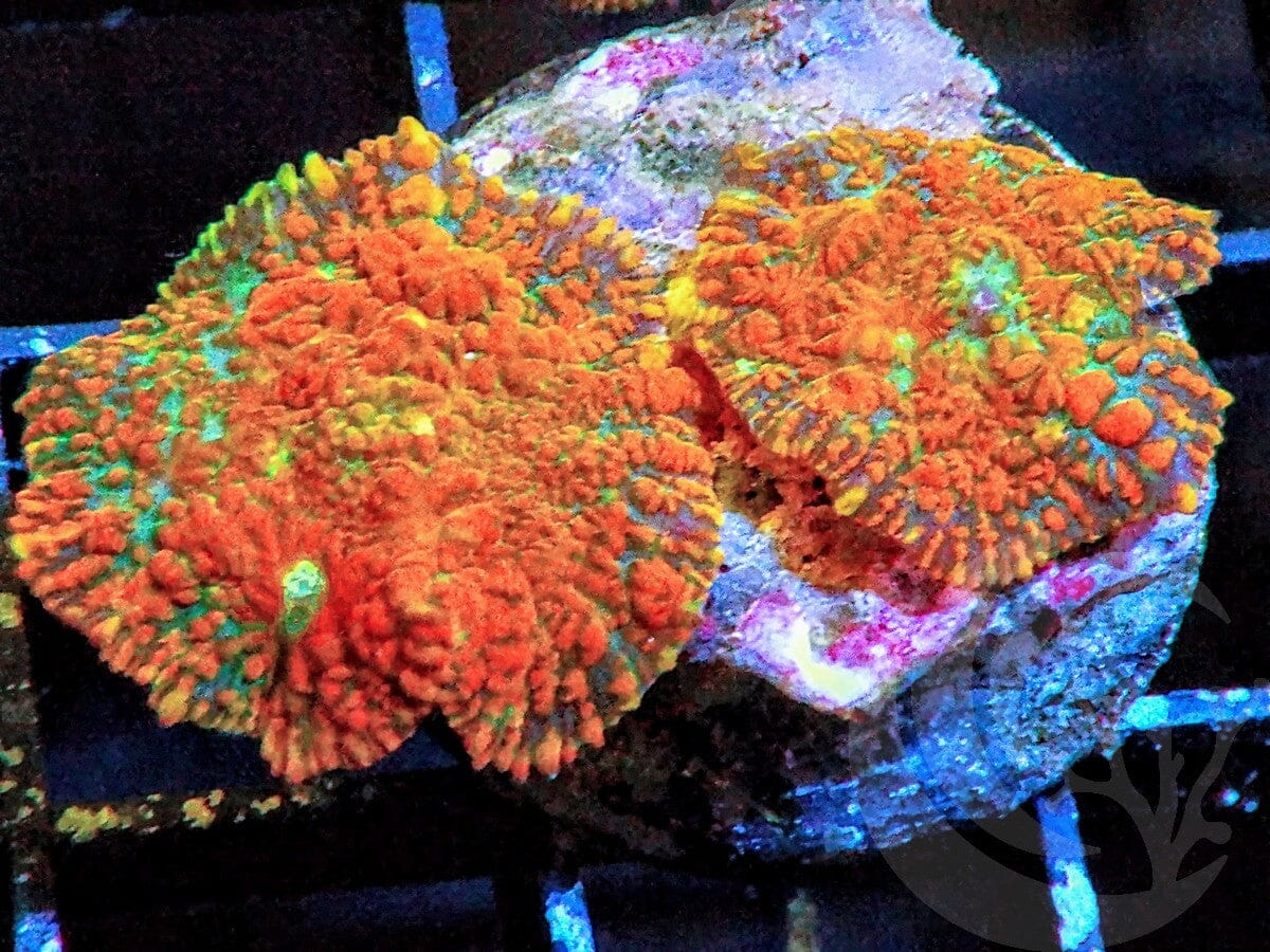 Double Superman Rhodactis